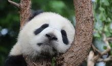 娱乐吃瓜熊猫视频大全,吃瓜视频大全盘点